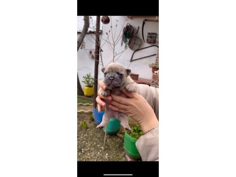 Safkan egzotik french bulldog yavrularım rezervede