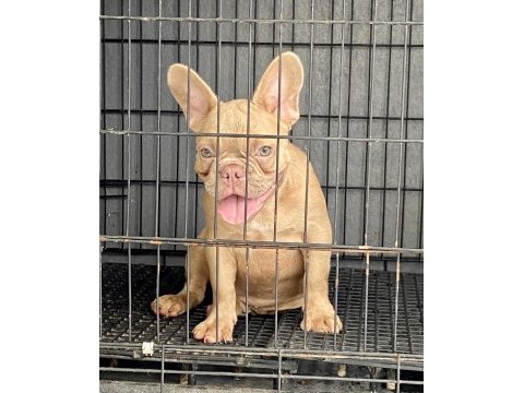 Safkan özel french bulldog