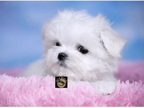 Maltese (malta) yavrularımız