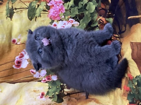 A kalite british shorthair ve scottish fold bebekler