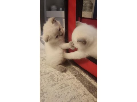 British shorthair blue point yavrumuz