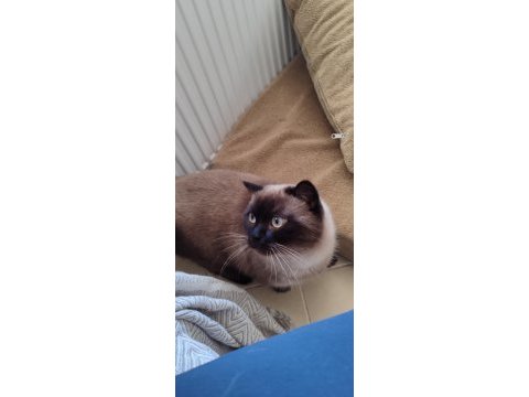 Orijinal british shorthair