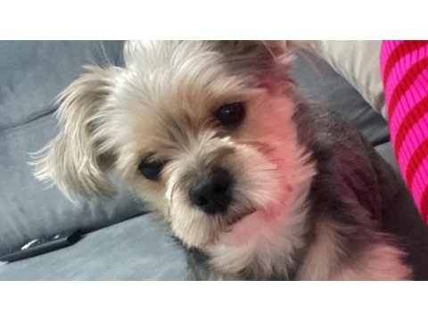 Ücretsiz sahiplendiriyorum yorkshire köpeğimi