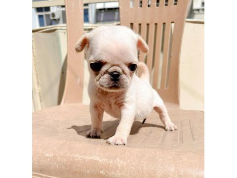 Black tan platinium choco carrier erkek egzotic pug
