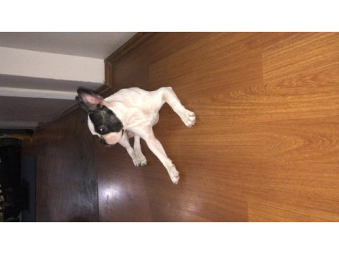 6 aylık french bulldog
