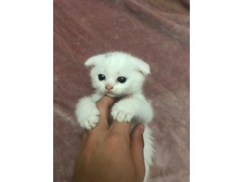 Scottish fold 3 aylık
