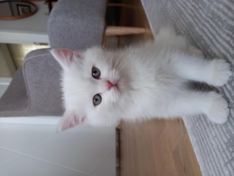 British longhair erkek yavrum