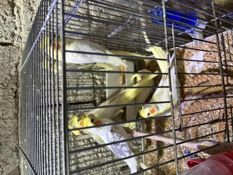 Yavru yeni yeme düşmüş sultan papağanı takım