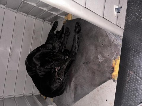 Cane corso yavrular orjinaldir