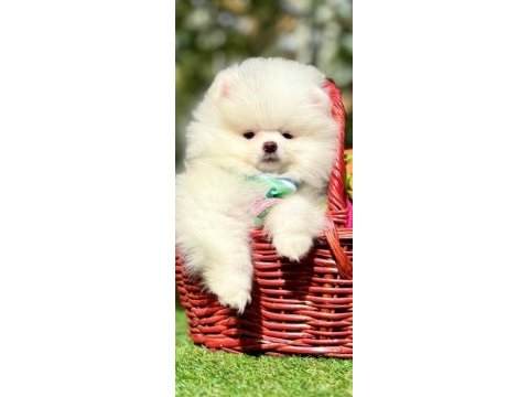 Pomeranian boo yavrular