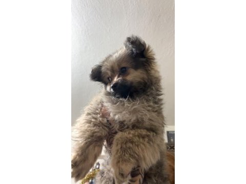Pomeranian köpeğimiz