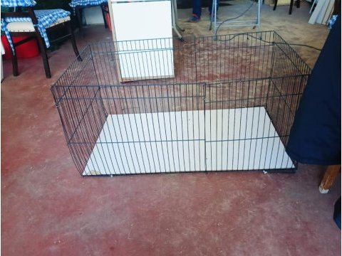 2,5 aylık erkek peru guinea pig bütün eşyaları ile