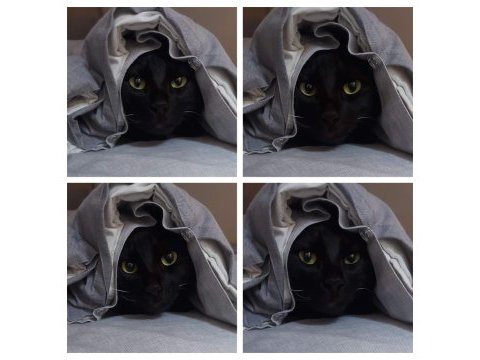 Acil! siyah bir pumaya (kedi) arkadaş olur musunuz?