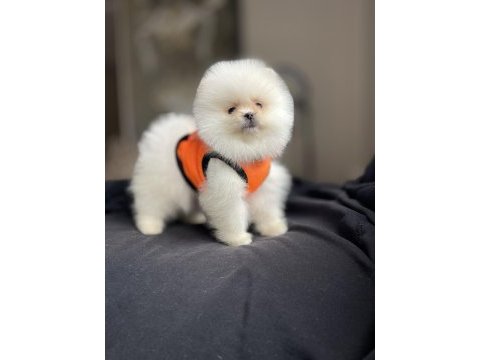 Ayı surat pomeranian boo yavrular