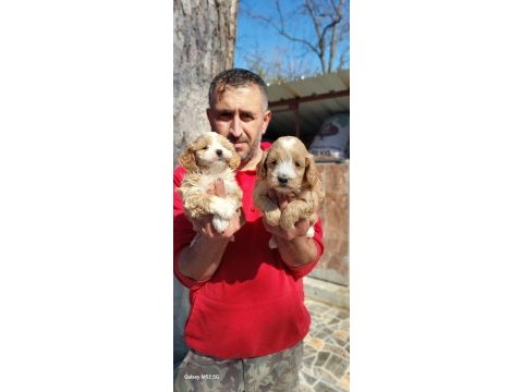 Maltipoo yavrularım
