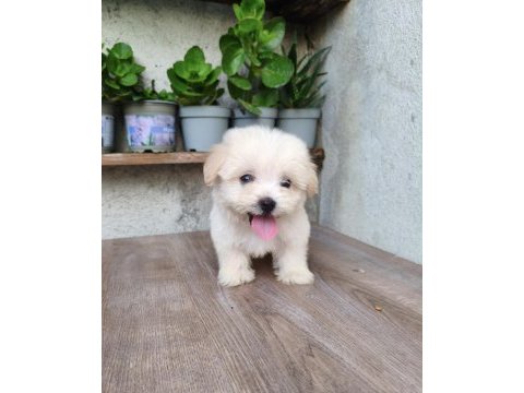 Erkek maltese