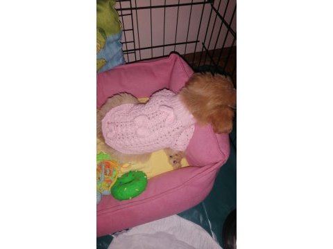 0 numara mini boy mükemmel ırk maltipoo yavru