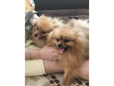 Pomeranian boo 50 günlük