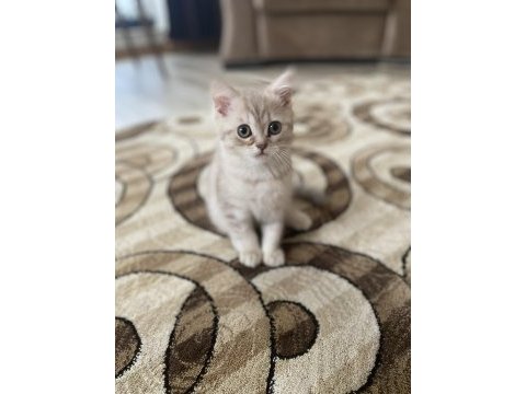 British shorthair kızımın yavrusu