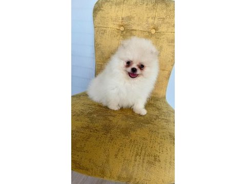 İki aylık yavru pomeranian