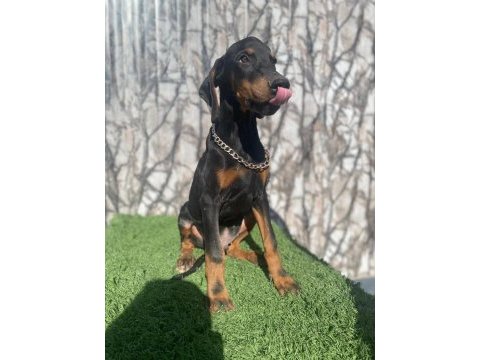 Doberman dişi erkek king yavru