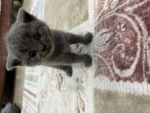 Scottish fold 3 aylık yavru kedimiz