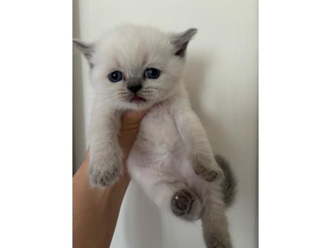 45 günlük teslime hazır british shorthair yavrular