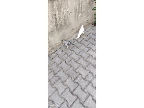 Takım 2 adet de yavrusu oyunlu anne baba güvercin
