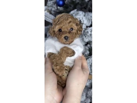 Toy poodle köpeğimiz