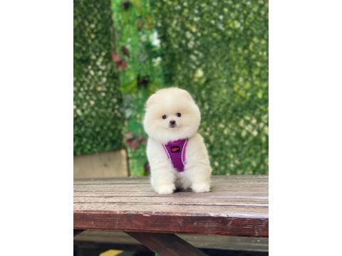 Pomeranian teddy face yavrularımız