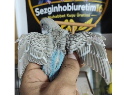Ele alıştırmalık konuşturmalık kuşlar mevcuttur