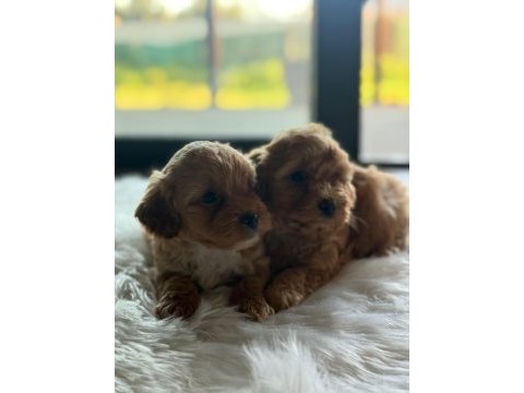 Maltipoo yavru