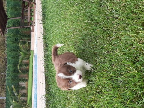 Border collie yavruları ıstanbul  