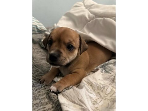 Ücretsiz sahiplendirme yavru köpek ömürlük yuva