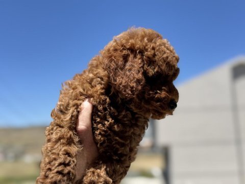 Wc eğitimli toy poodle yavrularımız ziyarete açık