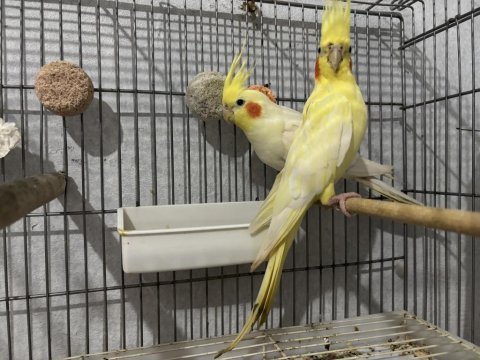Bakıcı çift vakit ayıramadığım için ilanda