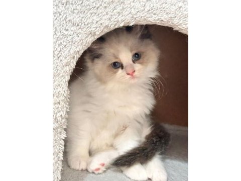 Özel olmak isteyenlere ragdoll yavrular