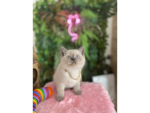 Prensesler sağlık ve ırk garantili british shorthair
