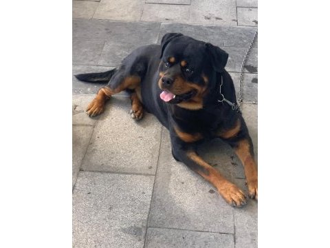 Orjinal rottweiler maylo oğlumuza eş arıyoruz scrli