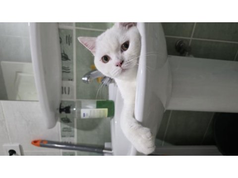 British longhair kedisi 6 aylık erkek