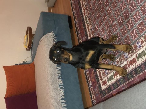 Kaçmaz dev amerikan doberman yavrular