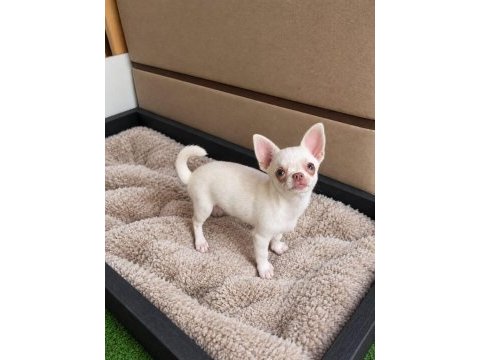 Süt beyaz mikro boy erkek yavru chihuahua