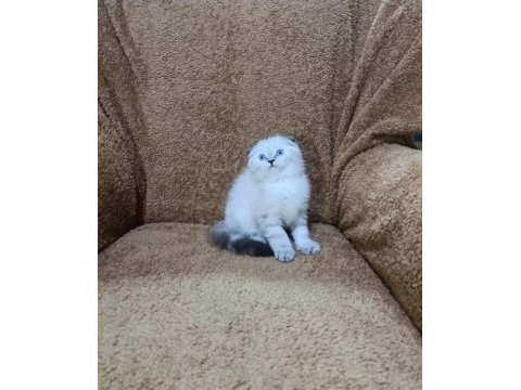 Scottish fold shorthair lynx point oğlumuz