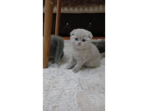 Fold yavrularım