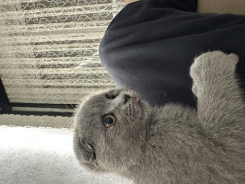 Safkan scottish fold 2,5 aylık