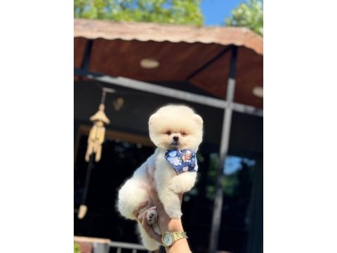 Sağlık ve ırk garantili pomeranian