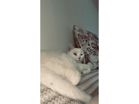 Ankara kedisi için ulaşın