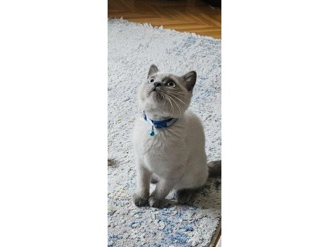 Blue point british short hair kedimize iyi sahipler araniyor