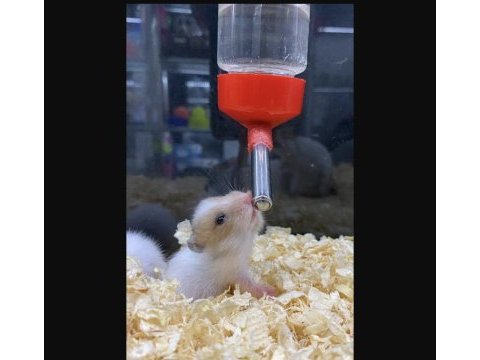 Hamster denilince akla gelen adres baby fish aquarium