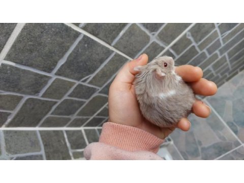 Gonzales hamster yavru